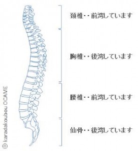 脊柱は元々、 腰椎前弯、胸椎後弯、頸椎前弯 という生理的に正常な弯曲があります。